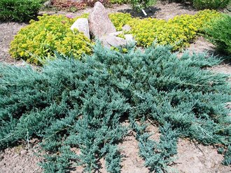 Блю Чип можжевельник горизонтальный (Juniperus horisontalis Blue Chip)
