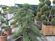Нана можжевельник лежачий(Juniperus procumbens Nana)
