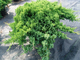 Нана можжевельник лежачий(Juniperus procumbens Nana)