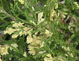 Можжевельник казацкий Вариегата (Juniperus sabina Variegata)