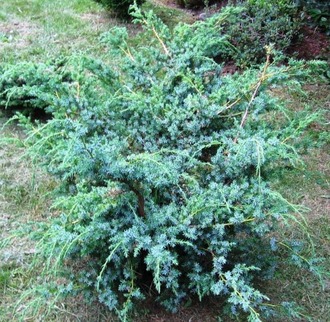 Китайский Блю Альпс (Juniperus chinensis Blue Alps) (60-80)