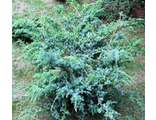 Китайский Блю Альпс (Juniperus chinensis Blue Alps)