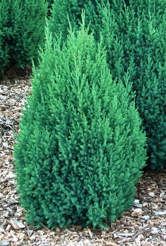 Можжевельник китайский Стрикта (Juniperus chinensis Stricta) (RB 120-140)