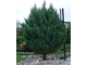 Можжевельник китайский Стрикта (Juniperus chinensis Stricta) (RB 120-140)