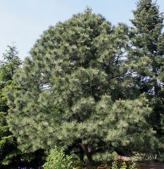 Сосна желтая (Pinus Panderosa) (60-80)