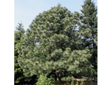 Сосна желтая (Pinus Panderosa)