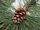 Сосна желтая (Pinus Panderosa) (60-80)