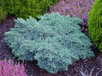 Блю Стар можжевельник чешуйчатый(Juniperus squamata Blue Star)