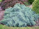 Блю Стар можжевельник чешуйчатый(Juniperus squamata Blue Star)