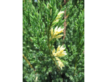 Китайский Стрикта  Вариегата(Juniperus chinensis Stricta Variegata) (RB100-120)
