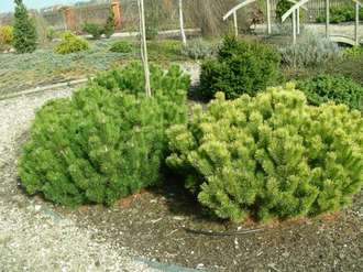 Сосна горная Пумилио (Pinus mugo Pumilio) (RB 40-60)