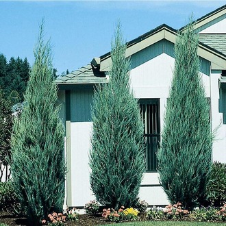 Скальный Скайрокет (Juniperus scopulorum Skyrocket.) (140-160)