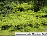 Мордиган Голд можжевельник средний (Juniperus media Mordigan Gold)