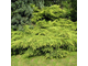 Мордиган Голд можжевельник средний (Juniperus media Mordigan Gold)